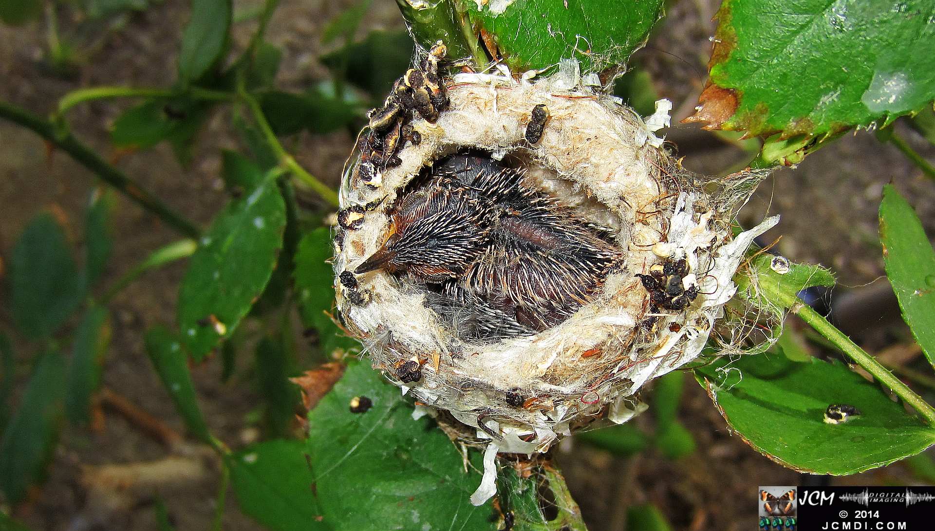 Allens Hummingbird Chick in Nest